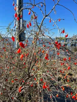 Christmasberry (Lycium Carolinianum) 16 Christmasberry (Lycium Carolinianum) -Sow Exotic Shop IMG 0078
