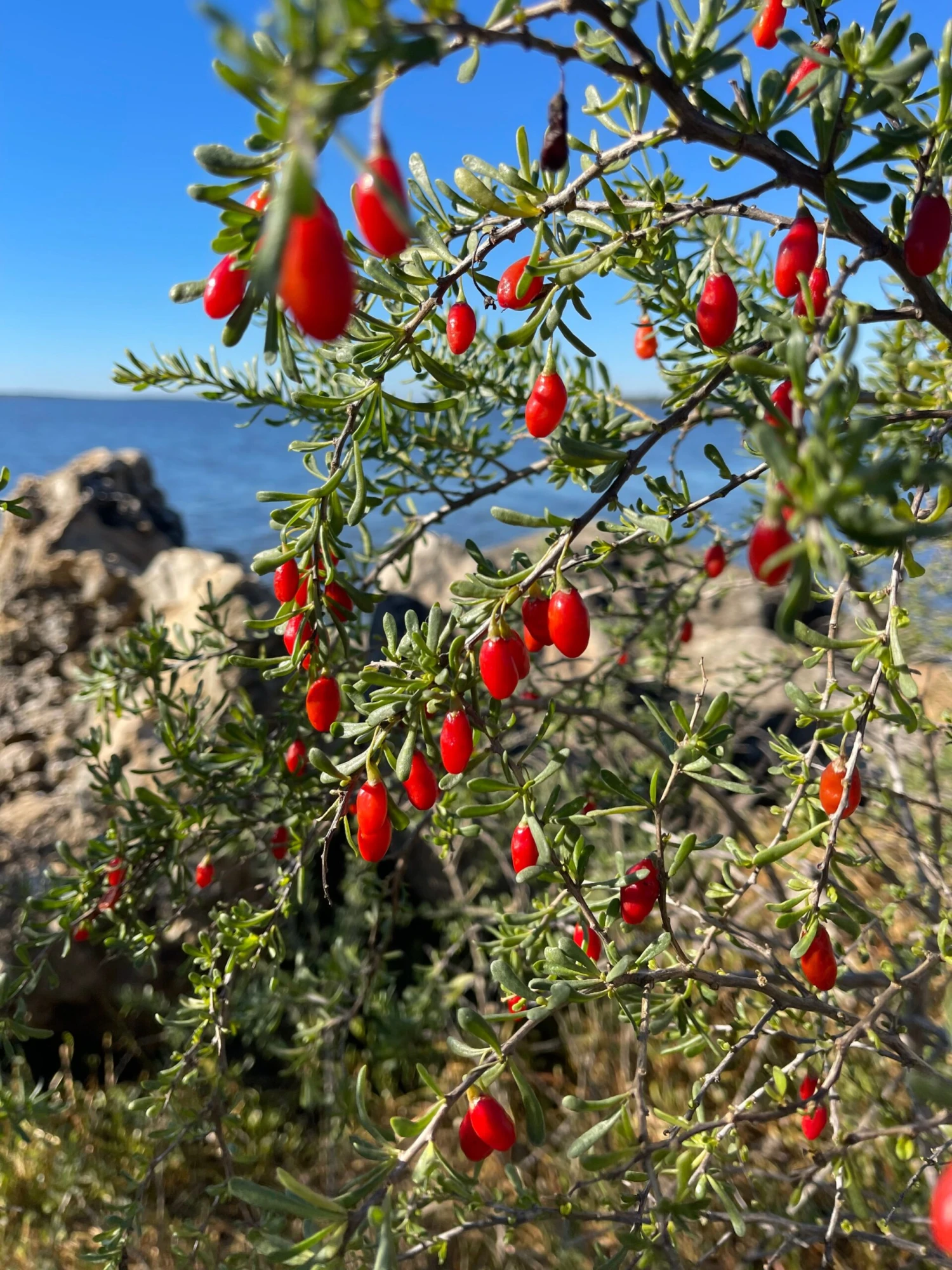 Christmasberry (Lycium Carolinianum) 6 Christmasberry (Lycium Carolinianum) - Image 6