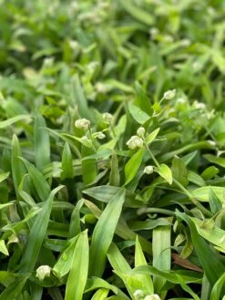 Beijing Grass (Murdannia Loriformis) -Sow Exotic Shop IMG 8630