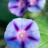 Shaman's Morning Glory, Ololiuqui (Ipomoea Corymbosa)
