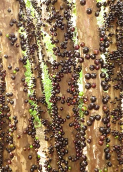 Jabuticaba (Plinia Cauliflora) -Sow Exotic Shop Jabuticabafruittreeforsalesowexotic