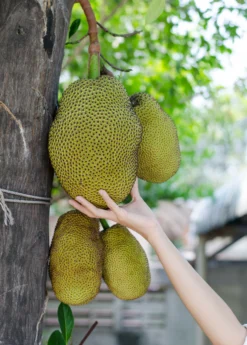 Jackfruit Seedling (Artocarpus Heterophyllus) 5 Jackfruit Seedling (Artocarpus Heterophyllus) -Sow Exotic Shop Jackfruit hanging on the tree f8c516a5 f4dc 421f beab b6e62fa2b59c