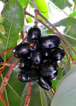 Jamun (Syzygium Cumini) -Sow Exotic Shop JamunTreesforsale SowExotic.com