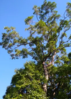 Jamun (Syzygium Cumini) -Sow Exotic Shop JamunTreesforsale SowExotic.com 2