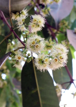 Jamun (Syzygium Cumini) -Sow Exotic Shop JamunTreesforsale SowExotic.com 6