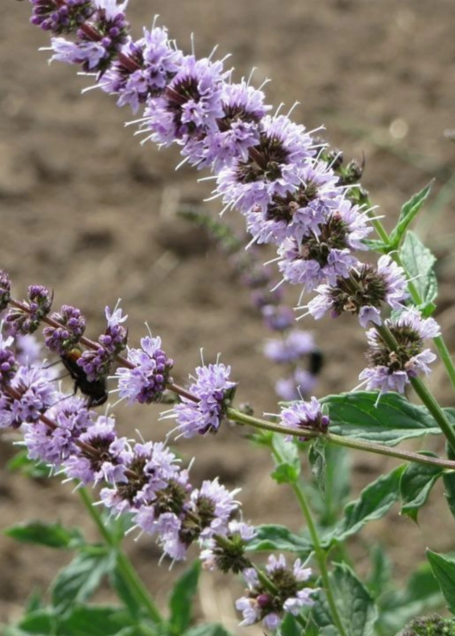 Japanese Catnip (Schizonepeta Tenuifolia) 1 Japanese Catnip (Schizonepeta Tenuifolia)