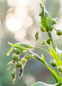 Job's Tears (Coix Lacryma-jobi) -Sow Exotic Shop Job s Tears Coix lacryma jobi