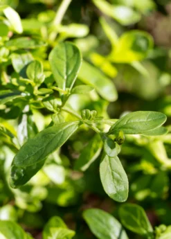 Jamaican Mint Tree, Kama Sutra Mint (Satureja Viminea)