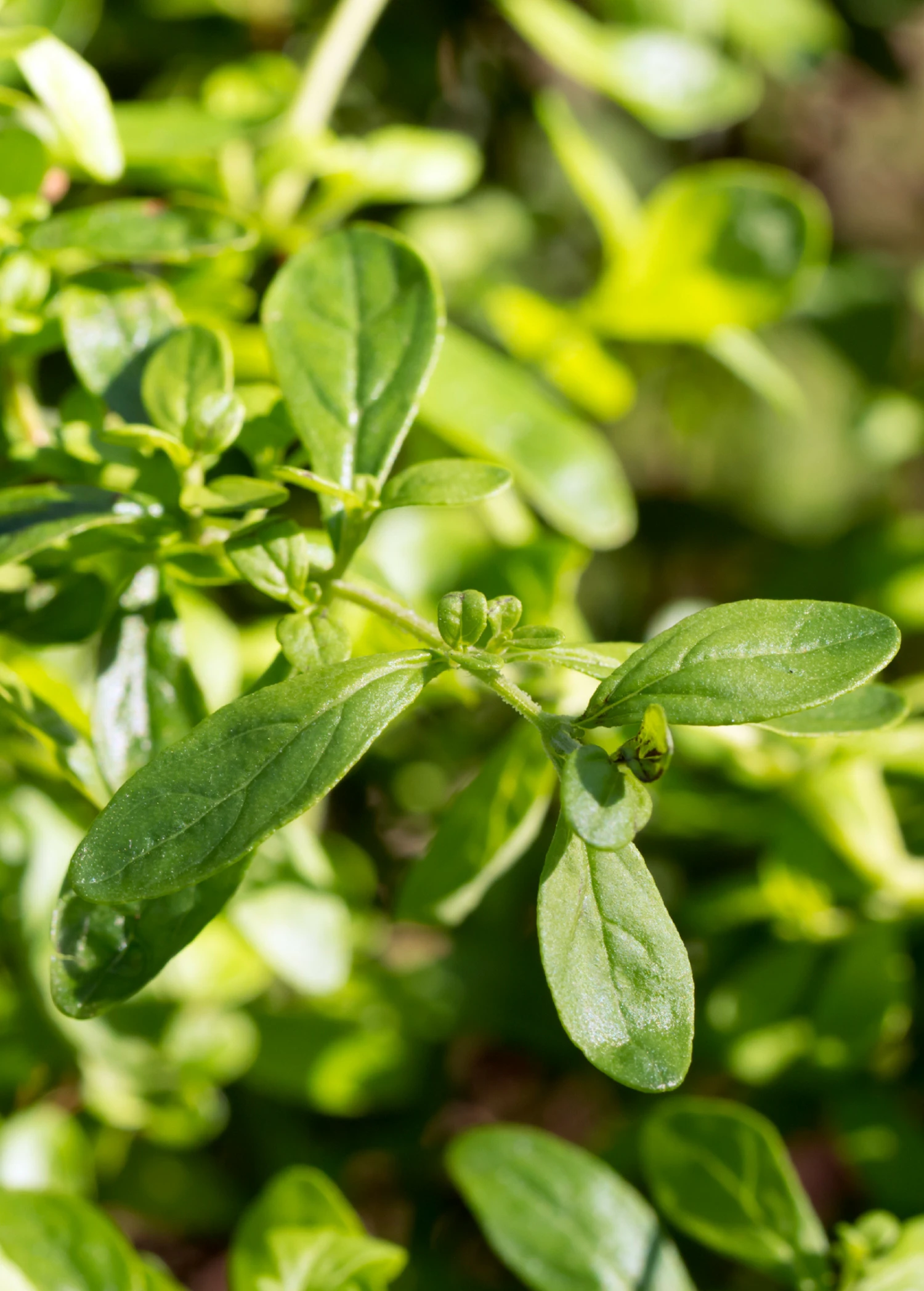 Jamaican Mint Tree, Kama Sutra Mint (Satureja Viminea) 1 Jamaican Mint Tree, Kama Sutra Mint (Satureja Viminea)