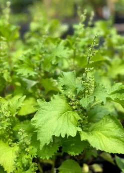 Korean Perilla (Perilla Frutescens) -Sow Exotic Shop KoreanPerillaShishoLivePlantshisoperillaperillakoreansesameleafkoreanperillamagillagreenperillaperillaherbshisoplantforsaleperillavietnameseperillaleavesperillashishobeefsteakplantses