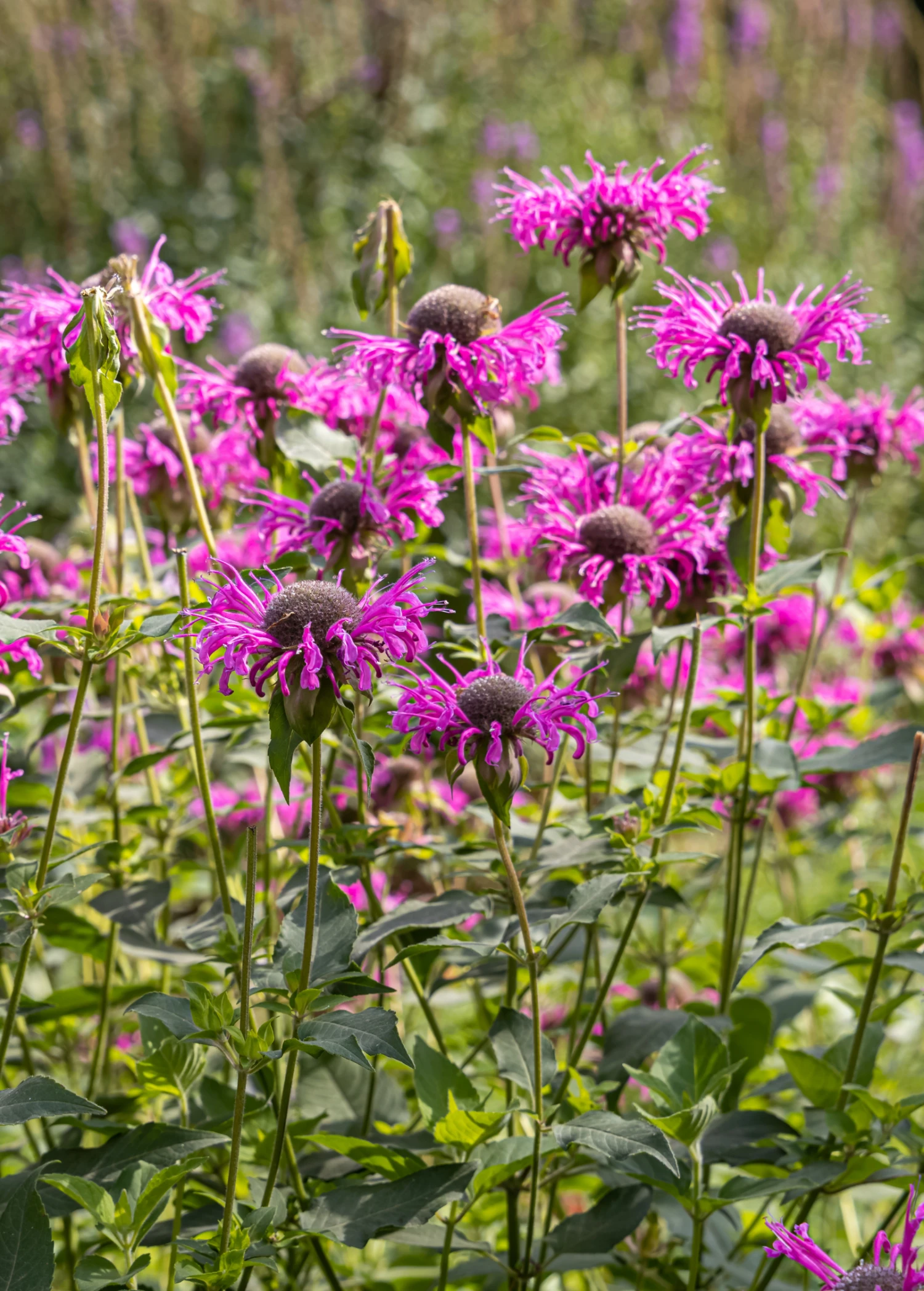 Bergamot, 'Sweet Leaf' (Monarda Fistulosa) 1 Bergamot, 'Sweet Leaf' (Monarda Fistulosa)