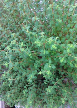 Jamaican Oregano (Lippia Micromera) -Sow Exotic Shop Lippia micromera shrub