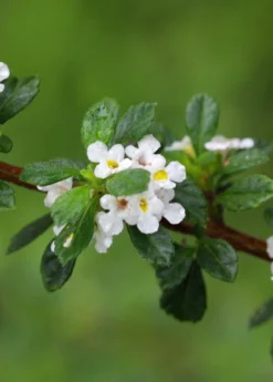 New Arrival -Sow Exotic Shop Lippia micromera shrub jamaican oregano closeup flowers