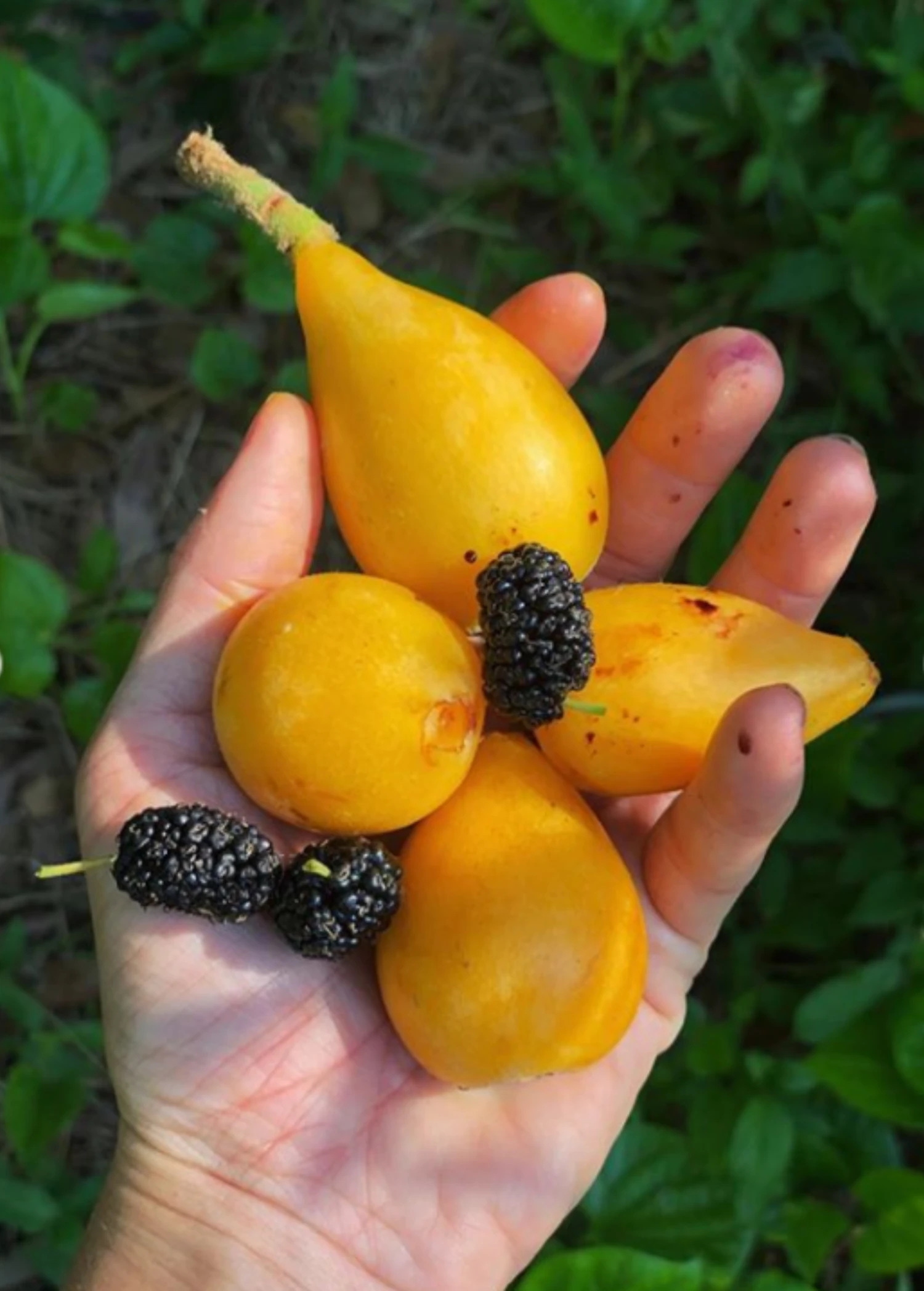 Loquat Seedling (Eriobotrya Japonica) 1 Loquat Seedling (Eriobotrya Japonica)