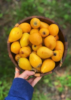 Loquat 'Christmas' (Eriobotrya Japonica)