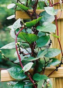 Malabar Spinach (Basella Alba) -Sow Exotic Shop Malabar Spinach Basella alba