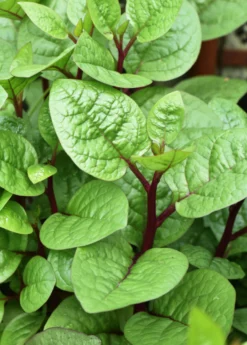 Malabar Spinach (Basella Alba) -Sow Exotic Shop Malabar Spinach Basella alba 2