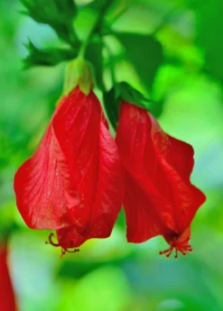 Turk's Cap (Malvaviscus Arboreus) -Sow Exotic Shop Malvaviscusarboreus turkscapedibleflowersowexotic