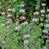 Pennyroyal (Mentha Pulegium)