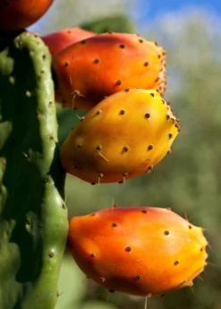 Prickly Pear (Opuntia Ficus-indica) -Sow Exotic Shop Mexican Tuna Prickly Pear Sale Sow Exotic Nursery