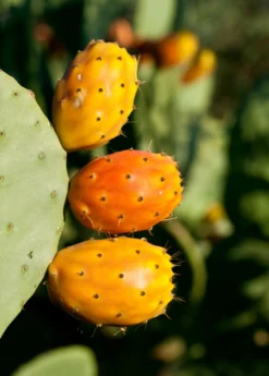 Prickly Pear (Opuntia Ficus-indica) -Sow Exotic Shop Mexican Tuna Prickly Pear Sale Sow Exotic Nursery 1