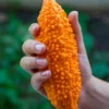 Bitter Melon, Indian (Momordica Charantia)