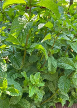 Moroccan Mint (Mentha Spicata) -Sow Exotic Shop MoraccanMintPlantsforSale SowExotic.com