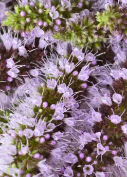 Moroccan Mint (Mentha Spicata) -Sow Exotic Shop MoraccanMintPlantsforSale SowExotic.com 2