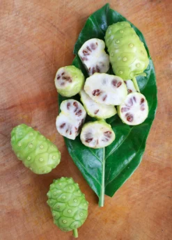 Noni (Morinda Citrifolia) -Sow Exotic Shop Morindacitrifolianonifruittreeforsalesowexotic 1