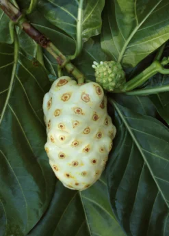Noni (Morinda Citrifolia) -Sow Exotic Shop Morindacitrifolianonifruittreeforsalesowexotic 2