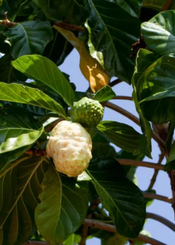 Noni (Morinda Citrifolia) -Sow Exotic Shop Morindacitrifolianonifruittreeforsalesowexotic 4