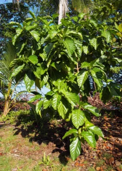 Noni (Morinda Citrifolia) -Sow Exotic Shop Morindacitrifolianonifruittreeforsalesowexotic 5