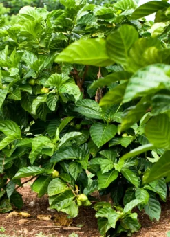 Noni (Morinda Citrifolia) -Sow Exotic Shop Morindacitrifolianonifruittreeforsalesowexotic 7