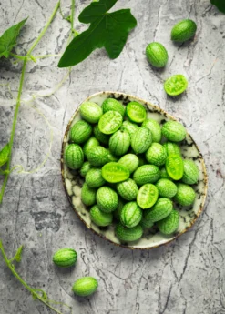 Mouse Melon (Melothria Scabra) -Sow Exotic Shop MouseMelonplantforsale Melothriascabra SowExotic.com 4