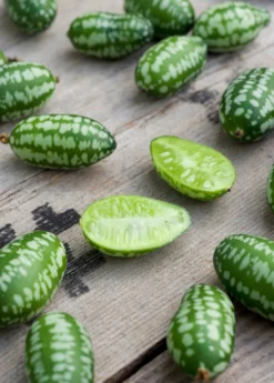 Mouse Melon (Melothria Scabra) -Sow Exotic Shop MouseMelonplantforsale Melothriascabra SowExotic.com 5