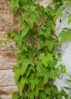 Mouse Melon (Melothria Scabra) -Sow Exotic Shop MouseMelonplantforsale Melothriascabra SowExotic.com 6