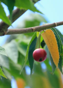 Strawberry Tree, Red (Muntingia Calabura) -Sow Exotic Shop Muntingia calabura strawberry tree fruit on branch closeup