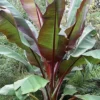 Banana 'Siam Ruby' (Musa Acuminata)