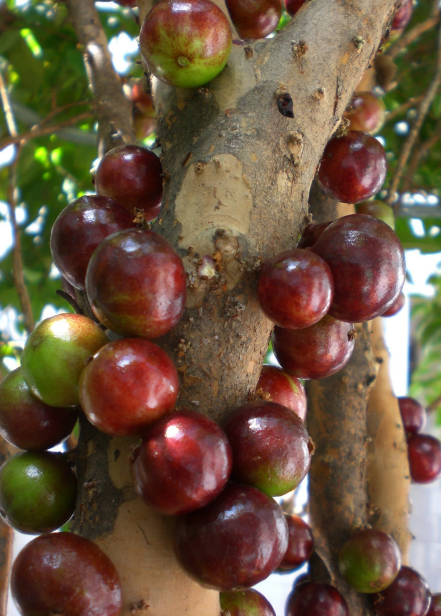 Jabuticaba, Red (Myrciaria Plinia Cauliflora X Aureana) 1 Jabuticaba, Red (Myrciaria Plinia Cauliflora X Aureana)