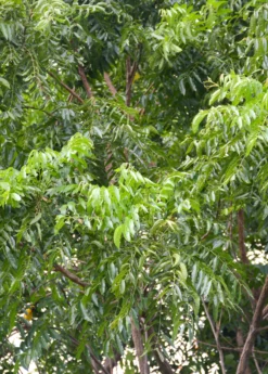 Neem Tree (Azadirachta Indica) -Sow Exotic Shop Neem Sow Exotic Plant Nursery 2