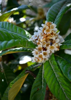 Loquat 'Italy' (Eriobotrya Japonica) -Sow Exotic Shop NespoloItalianLoquat