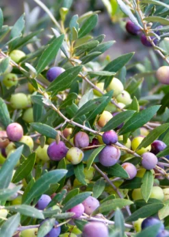 Olive 'Arbequina' (Olea Europea) -Sow Exotic Shop Olive Arbequina Oleaeuropea liveplantforsalesowexotic 1