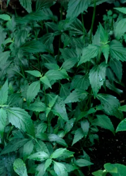 Java Tea (Orthosiphon Stamineus) -Sow Exotic Shop Orthosiphon stamineus java tea medicinal herb 3