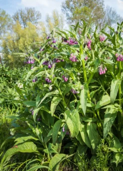 Comfrey (Symphytum Uplandicum) -Sow Exotic Shop Pink And Purple Blooming Common Comfrey Plants From Close