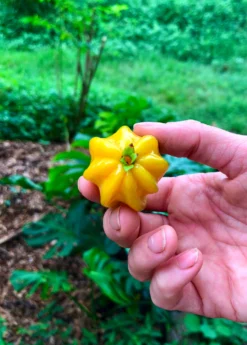 Pitangatuba (Eugenia Neonitida) -Sow Exotic Shop Pitangatuba Eugenia neonitida Plant For Sale Sow Exotic Nursery 1