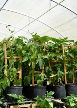 Passion Fruit Vine ‘Purple Possum’ (Passiflora Edulis) -Sow Exotic Shop Purplepassionfruit