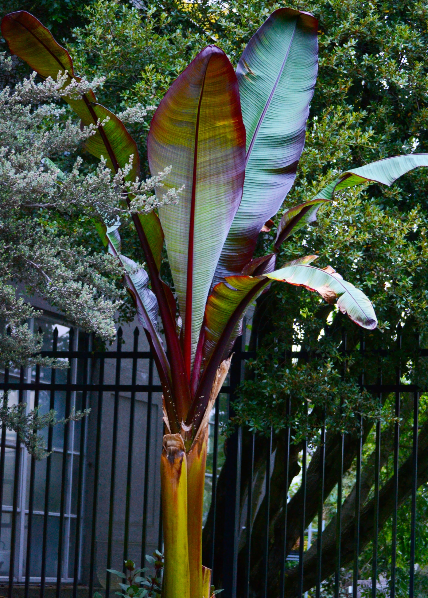 Red Abyssinian (Ensete Maurelii)