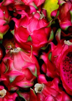 Dragon Fruit, Red 'Tricia' (Hylocereus Polyrhizus) -Sow Exotic Shop Red Dragon Fruit Tricia Hylocereus costaricensis