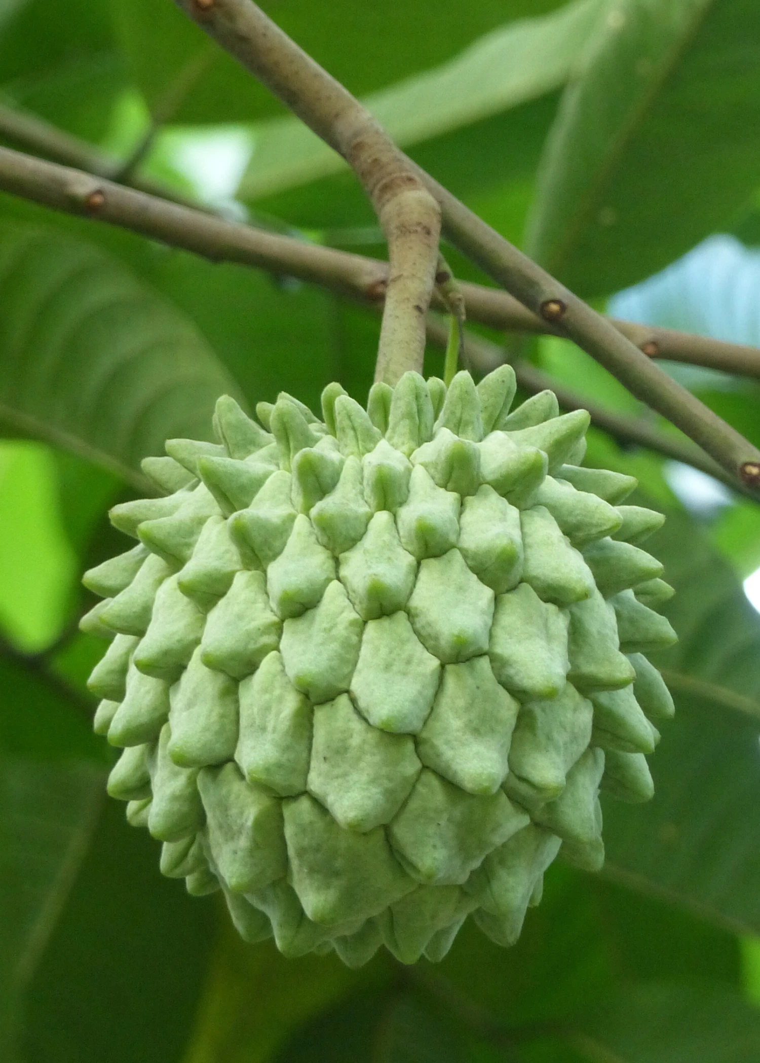 Rollinia (Rollinia Deliciosa) - Image 3