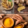 Roots Bundle: Turmeric, Finger Root, & Ginger